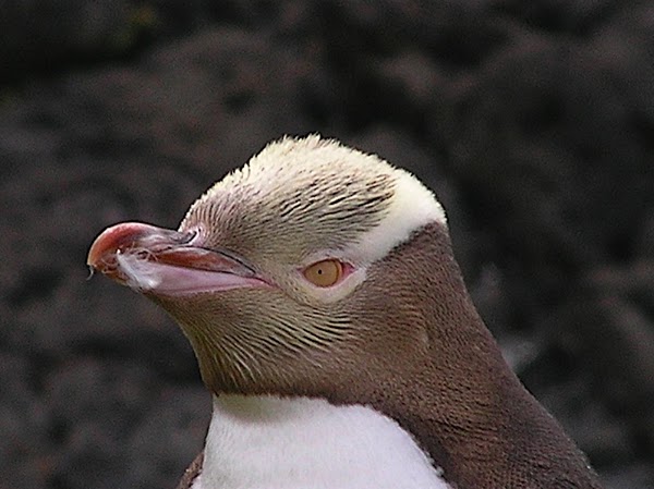 Enderby Island 2
