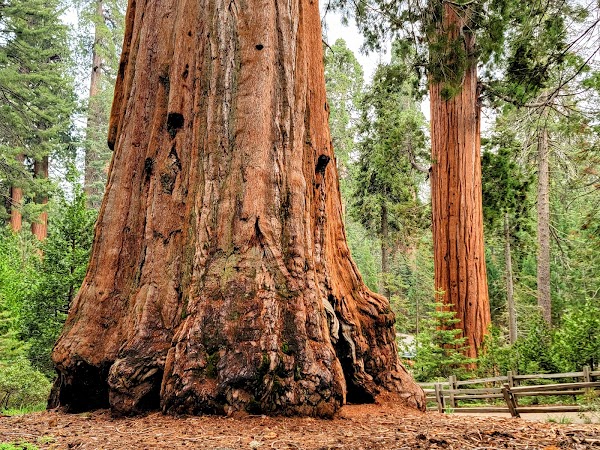 Kings Canyon National Park 5