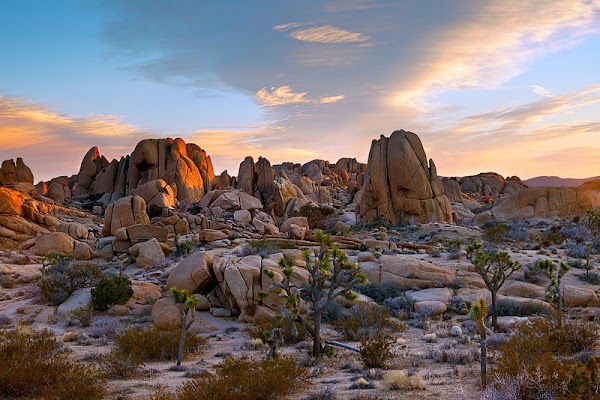 Joshua Tree National Park 5