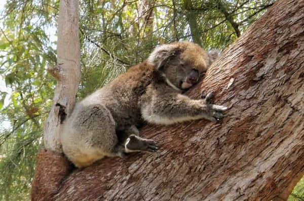 Yanchep Koala Boardwalk 1
