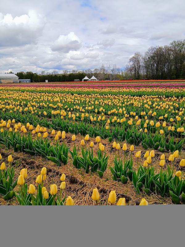 Berkelbloem Tulip Festival