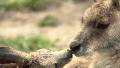Phillip Island Wildlife Park