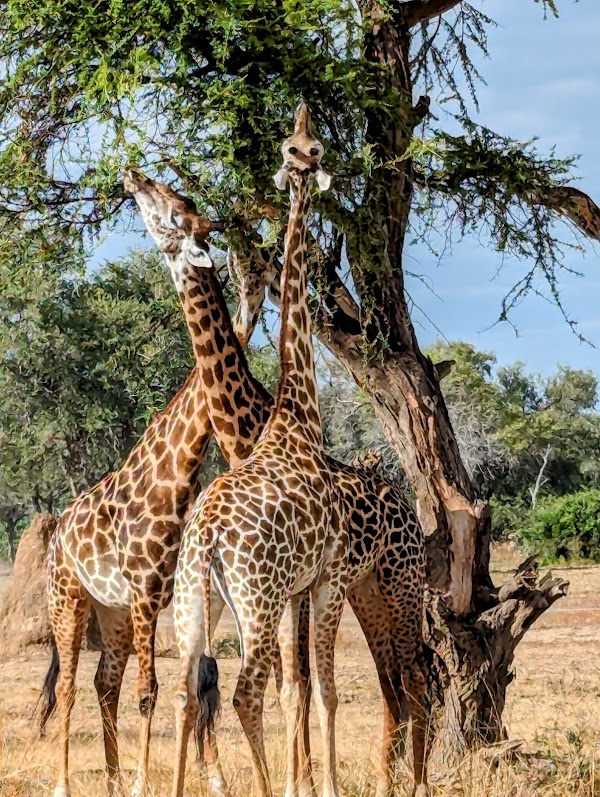 South Luangwa National Park 1