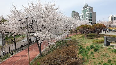 Cherry Blossom 🌸 17