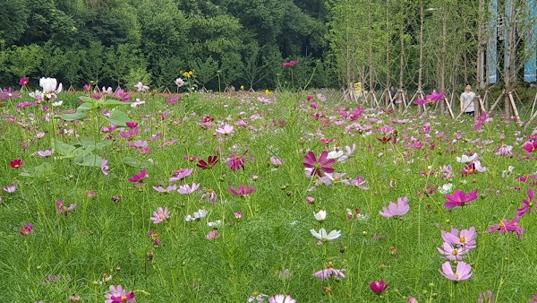 Seongnaecheon Stream 2