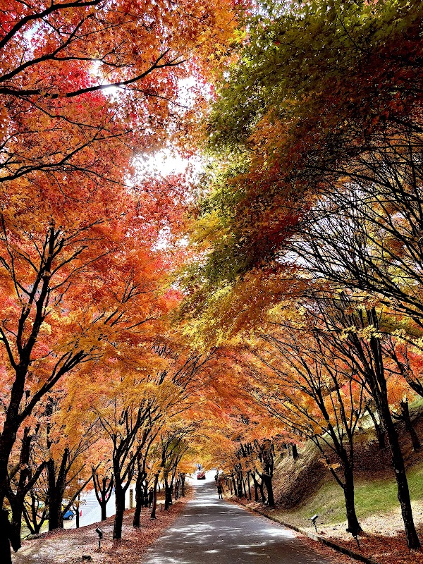 Momiji Lake