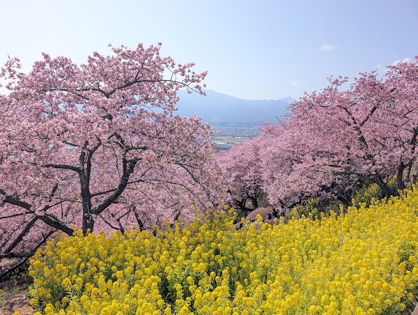 🌸松田町の河津桜