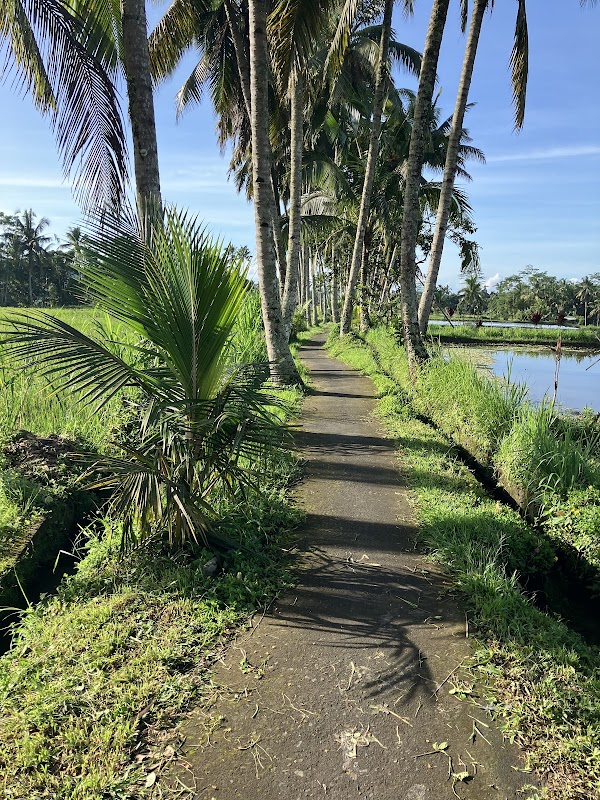 Banjar mancingan Rice trekking 1