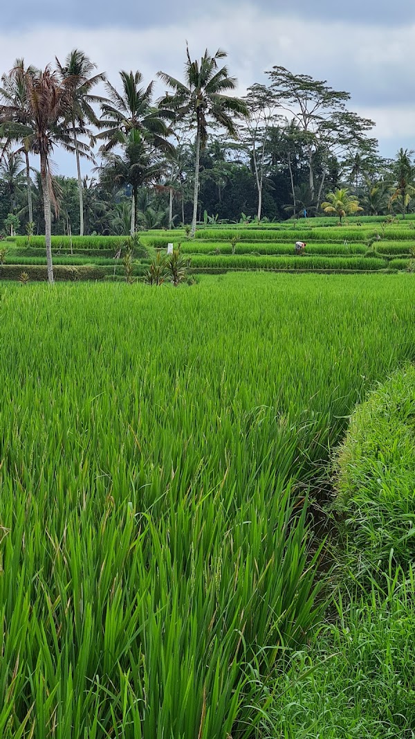 Banjar mancingan Rice trekking 5