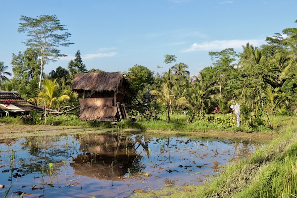 Banjar mancingan Rice trekking 2