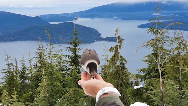 Bowen Lookout 5