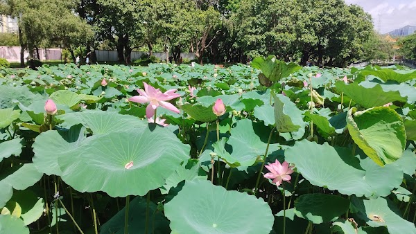 Honghu Park （West Gate） 1