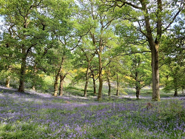 Kinclaven Bluebell Woods