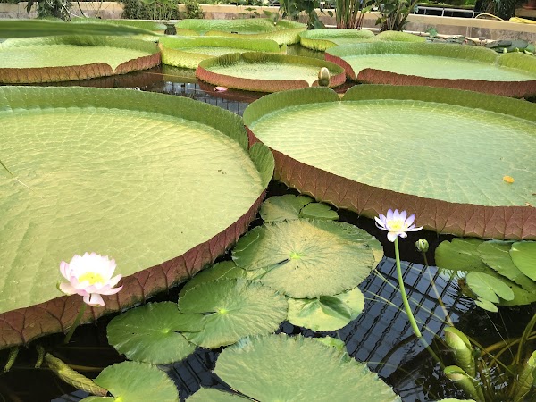 Bergianska trädgården 3