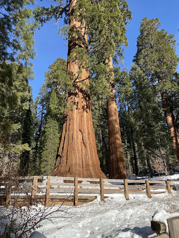 Sequoia National Park 1