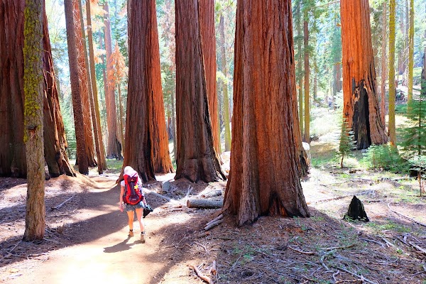Sequoia National Park 6