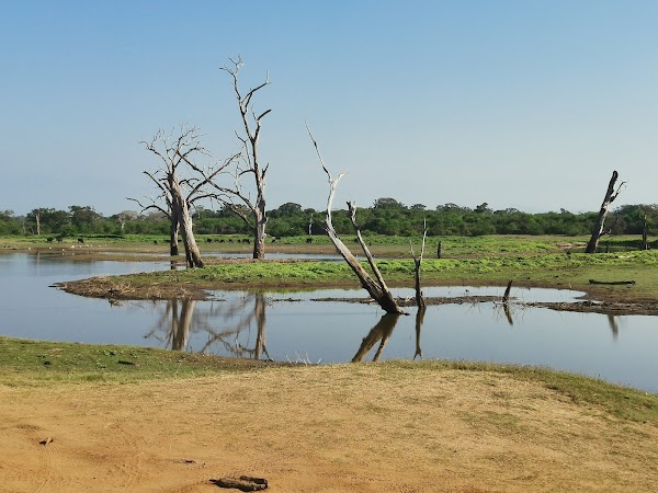 Udawalawe National Park 4