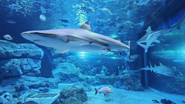 Aqua Planet, Gwanggyo