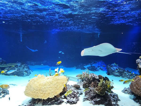 Aqua Planet, Gwanggyo 4