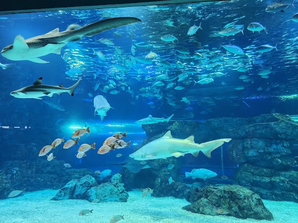 Aqua Planet, Gwanggyo 2