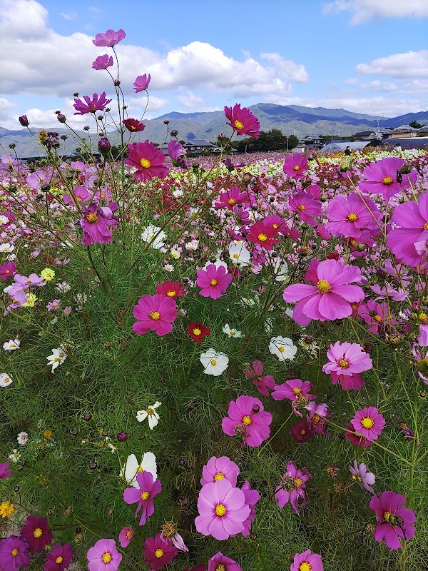 Yume Cosmos Garden 4