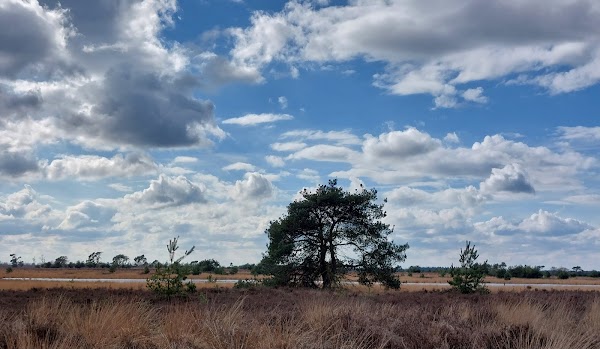 Lieropse Heide 1