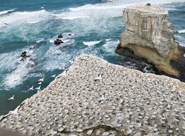 Muriwai Gannet Colony 1