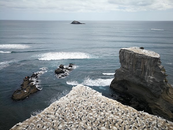 Muriwai Gannet Colony 4