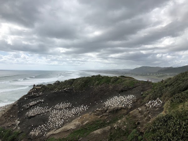 Muriwai Gannet Colony 3