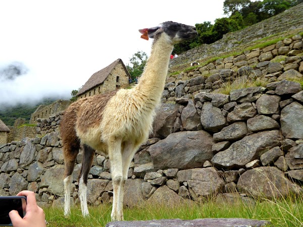 Machupicchu 5