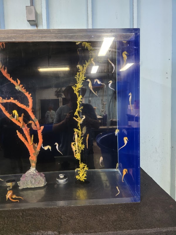 (2) Seahorse Farm