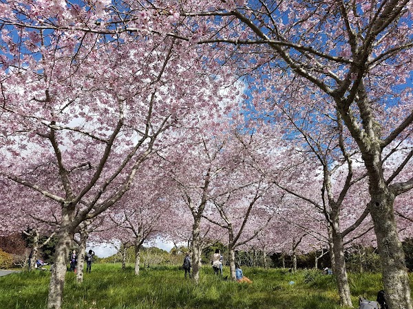 Auckland Botanic Gardens 5