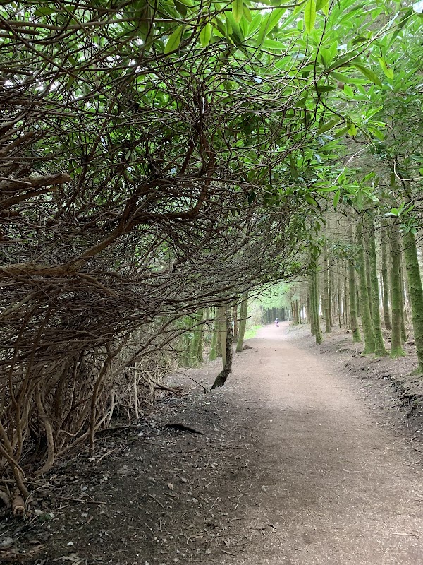 Haldon Forest Park 2
