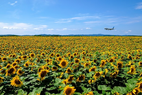 Sunflower Field