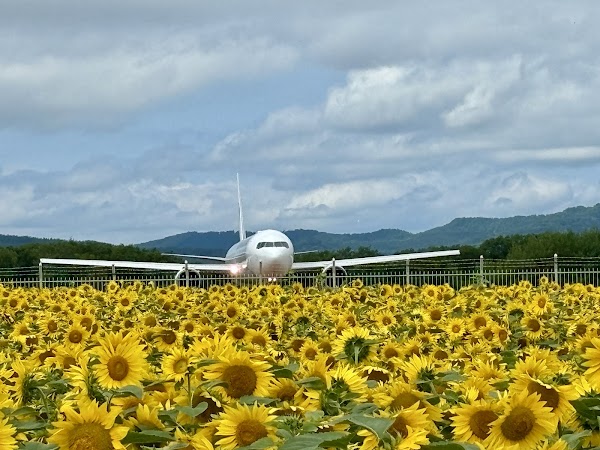 Sunflower Field 5
