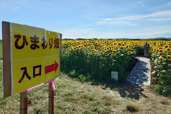 Sunflower Field 4