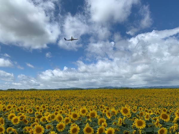 Sunflower Field 3