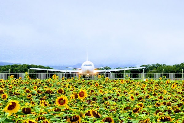 Sunflower Field 2