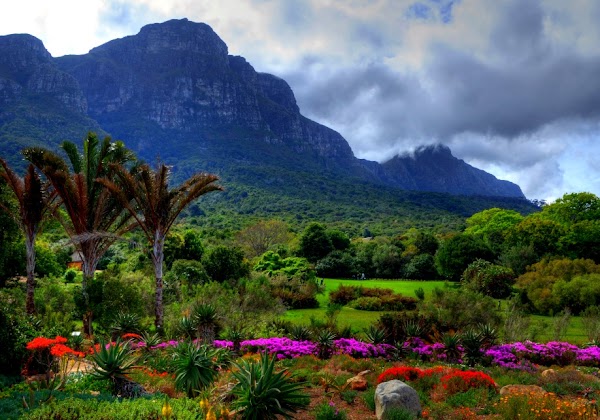 Kirstenbosch National Botanical Garden 5