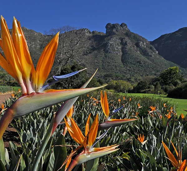 Kirstenbosch National Botanical Garden 2