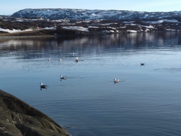 Varangerbotn 2