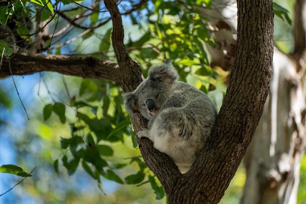 Koala Conservation Hospital Port Macquarie 1