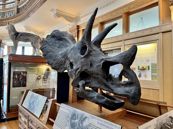 Redpath Museum 4