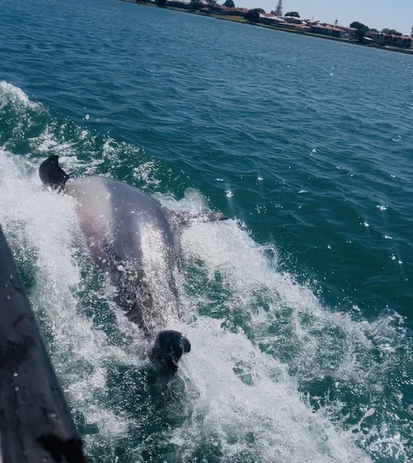 Mandurah Dolphin Tours 1