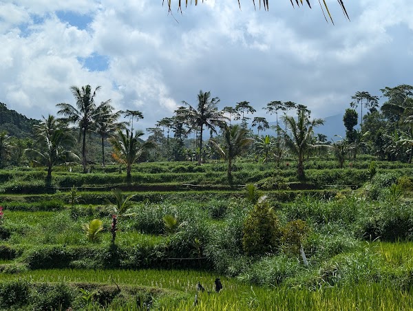 Tetebatu Ricefield Tour , Waterfall & Monkey Forest 1
