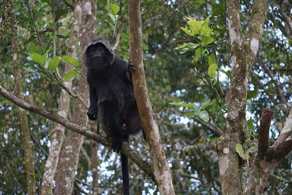 Tetebatu Ricefield Tour , Waterfall & Monkey Forest 4