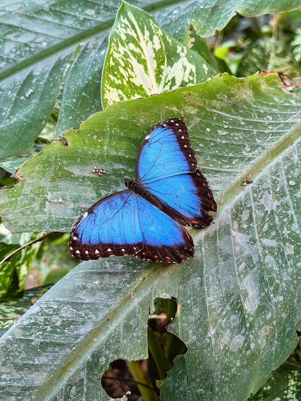 Malahide Butterfly House