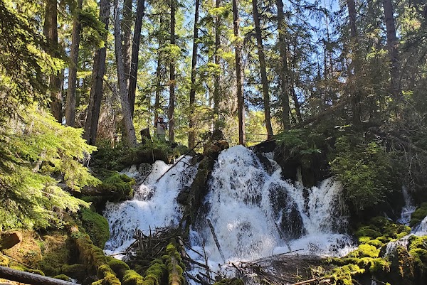 Umpqua National Forest 3