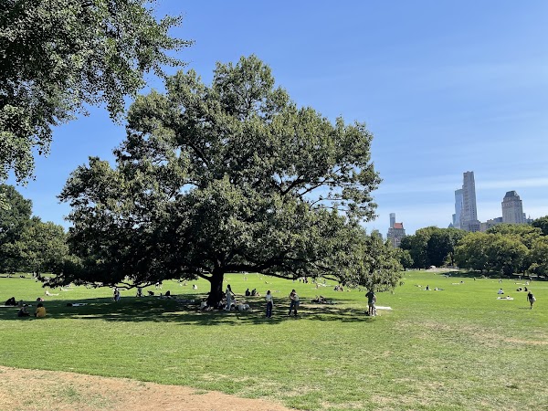Sheep Meadow 4
