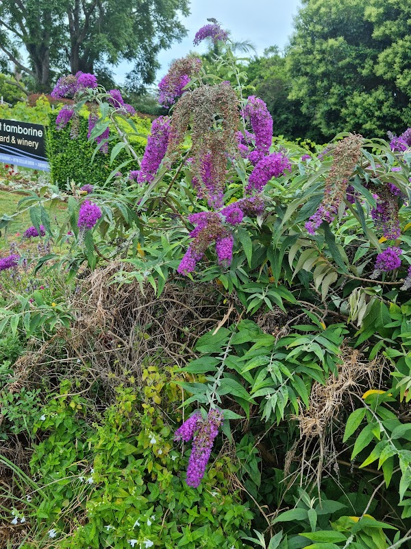 Tamborine Mountain 4